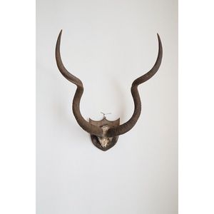 Large bull antelope horns mounted on shield, each, length 1.02m