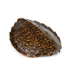 A small vintage tortoise shell, 40 cm long, 34 cm wide