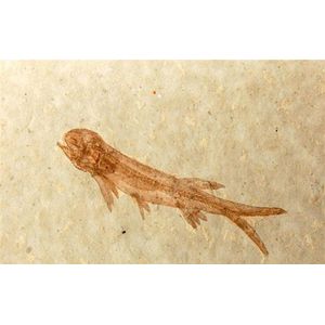 A fish fossil specimen, Lycoptera Species a freshwater fish,…