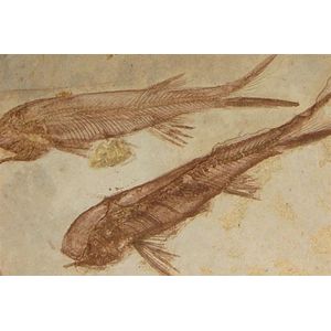 Two fish fossil specimen in a Limestone Matrix, Lycoptera…