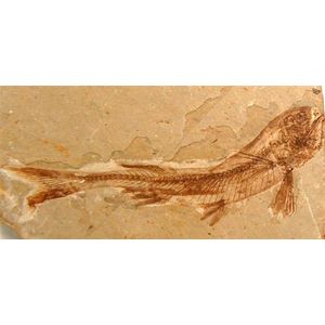 A fish fossil specimen in a Limestone Matrix, Lycoptera Species…