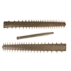 Three sawfish bills, early to mid 20th century, largest 97 cm