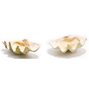 A similar pair of clam shells, of typical form. Provenance: The…
