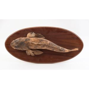 A taxidermied flathead fish mounted on oval board, 20th century,…