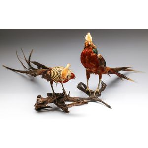 A pair of taxidermy pheasants, height 42 cm, length 85 cm