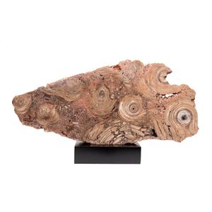 Conophton Basalticum - Stromatolite, Cambrian period, 500myo,…