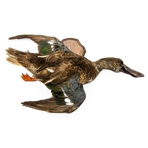 A taxidermied duck on timber shield wall mount length 41 cm