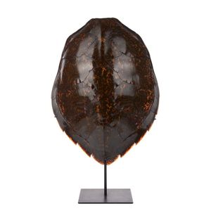 Polished Hawksbill turtle shell, c. 1900, on black metal stand,…