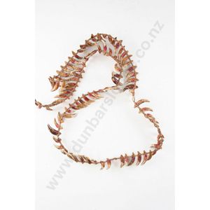 A Papua New Guinea warriors dog tooth necklace, with applied…