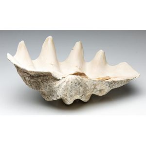 38cm Giant Clam Shell - Natural History - Industry Science & Technology