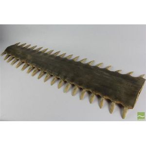 Large sawfish bill or rostrum of large proportions consisting…