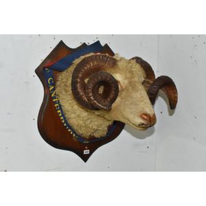 Taxidermy first place rams head, shoulder mount large taxidermy…