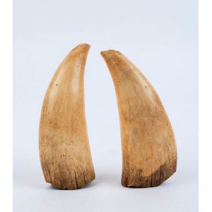 A pair of sperm whale's teeth, 19th century, 16 cm high
