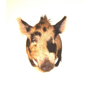 New Zealand wild boar, sus scrofa, weight: 190 lb, Hunters…
