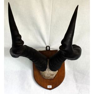 Pair Of Mounted Buffalo Horns 18 Inches Across