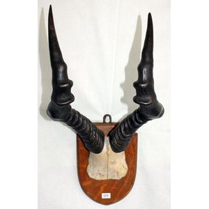 A set of hartebeest horns, by Edward Gerrard, London. Mounted.