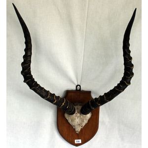 A set of gazelle horns, by Edward Gerrard, London. Mounted.