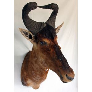 Vintage Taxidermy Hartebeest, 1960 - Natural History - Industry Science ...