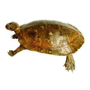 A taxidermy terrapin tortoise, with upper and lower hard shell…