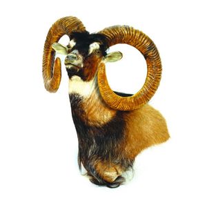 A taxidermy shoulder mount trophy of a Mouflon (wild sheep),…