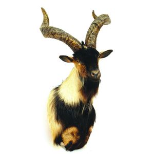 A taxidermy shoulder mount trophy of a Machor (wild billy goat),…
