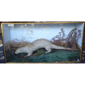 A Victorian cased taxidermy Otter, late 19th century. Height 67.…