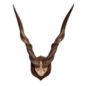 A large French mounted pair of eland horns, 19th century, 116…