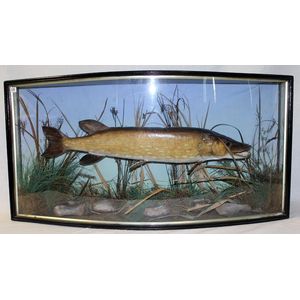 A taxidermy English pike, cased in glass, circa 1890.