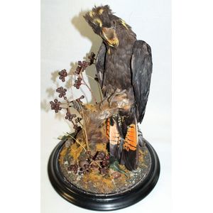 A taxidermy red tailed black cockatoo, on tree stump, in glass…