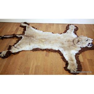 A lion skin rug (Panthera Leo), early 20th century, with cotton…