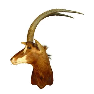 A taxidermy sable antelope, head and shoulder taxidermy mount,…
