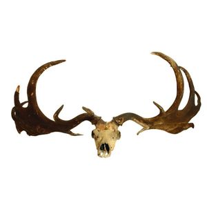 A set of extinct Irish elk horns and skull, measuring 3.2m…