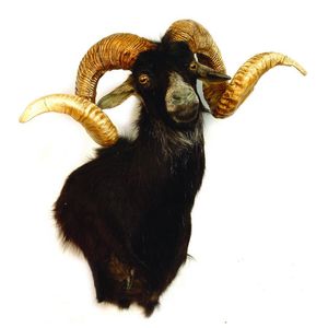 A taxidermy Corsican sheep, with spiralling horns, black hide…
