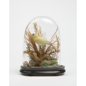 Past auction: VICTORIAN TAXIDERMIED BIRD SPECIMENS UNDER GLASS DOME late  19th century