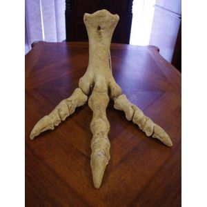 Extinct Moa (New Zealand) foot bones, together with photograph…