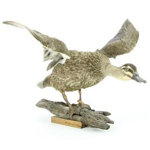 Taxidermy female Mallard duck mounted on a organic form base.…
