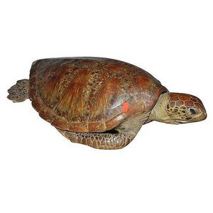 A full body sea turtle with shell, complete, 58 cm long