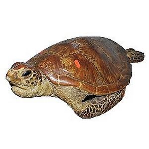 A full body sea turtle with shell, complete, 60 cm long