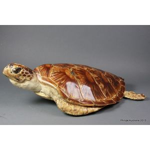 A green sea turtle (Chelonia Mydas) specimen, mid 20th century,…