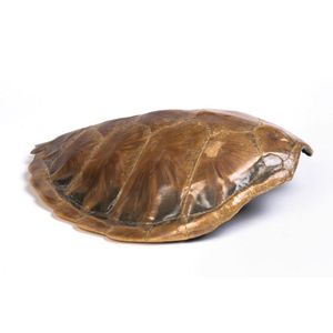 tortoise shells for sale