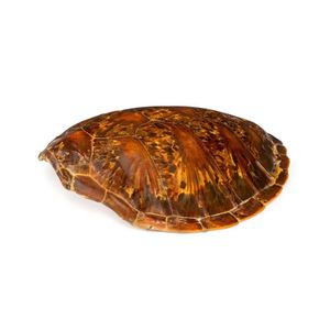 Max Worthington's Sea Turtle Shell - Natural History - Industry Science ...