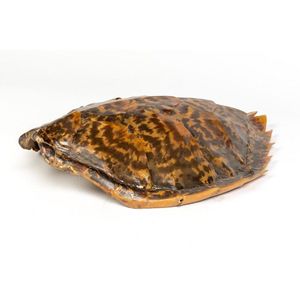 A sea turtle shell, 42 x 37 cm. Provenance: Collection of The…