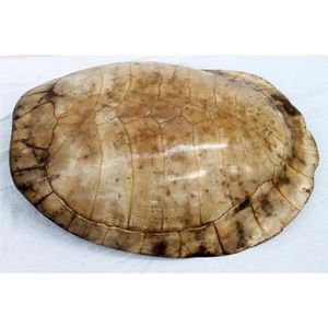 Preserved turtle and tortoise shells - price guide and values