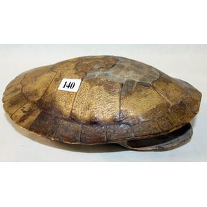 Long-necked turtle shell - Natural History - Industry Science & Technology