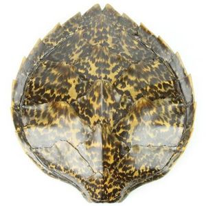 South Pacific turtle shell ex Fiji. Condition: fair, some…