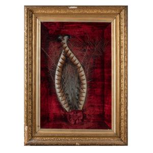 An antique lyre bird tail feather display on plush velvet…