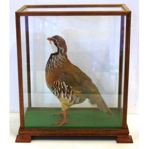 Vintage taxidermy bird in display case, width 33 cm X diameter…