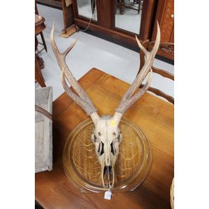 Antique French skull and antlers, mounted on circular back…