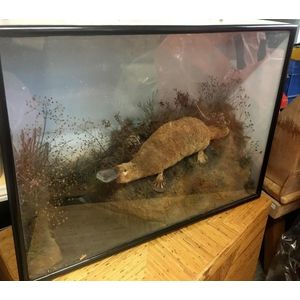 A cased taxidermied platypus, signed: Pratt and sons 11 north…