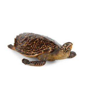 A vintage taxidermied sea-turtle, bearing collectors number…